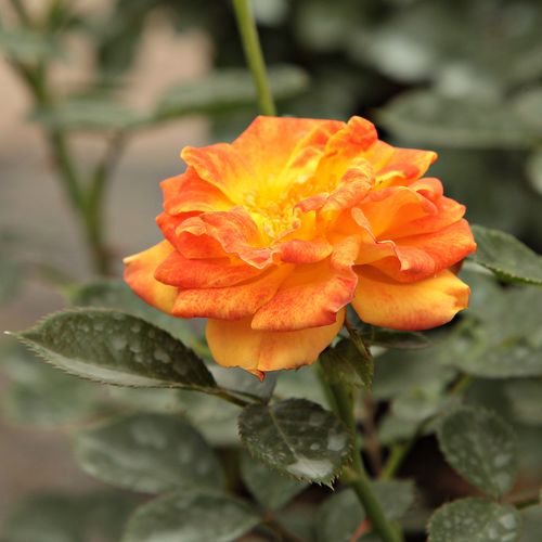 Naranja - amarillo - Árbol de Rosas Floribunda - rosal de pie alto- forma de corona tupida